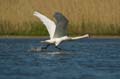 024 Höckerschwan im Flug (Cygnus olor)